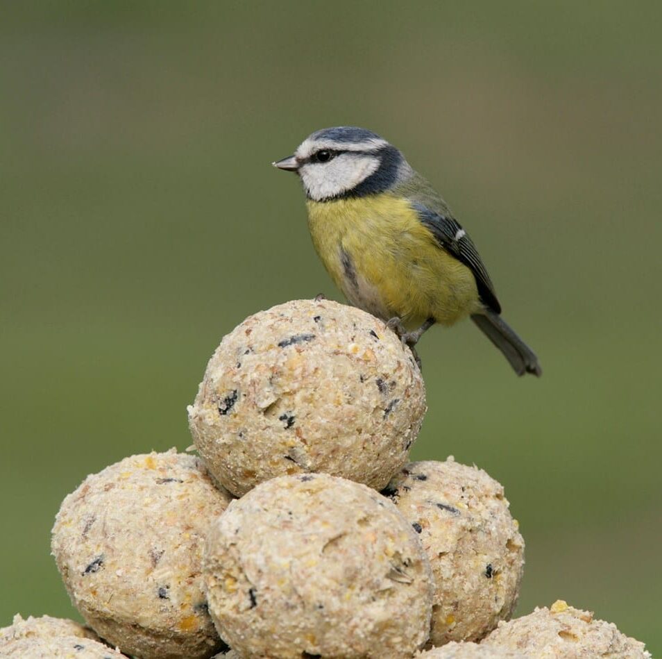 A blue tit
