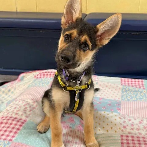 A puppy